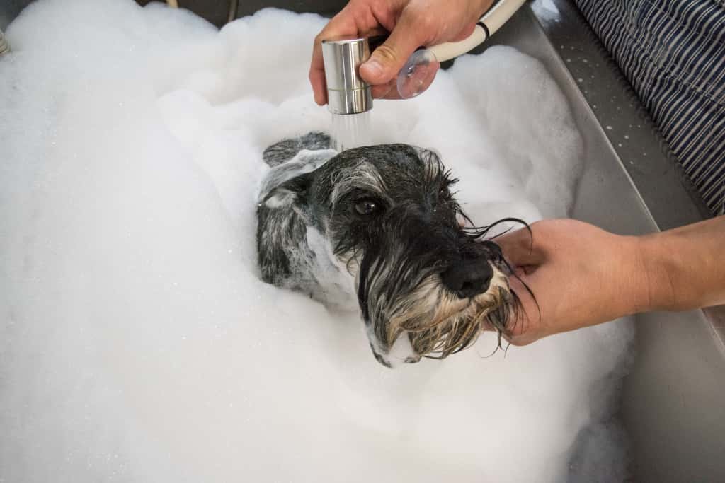 ナノプラネット社とDogBloomが共同開発した光マイクロバブルフォーム洗浄されている犬